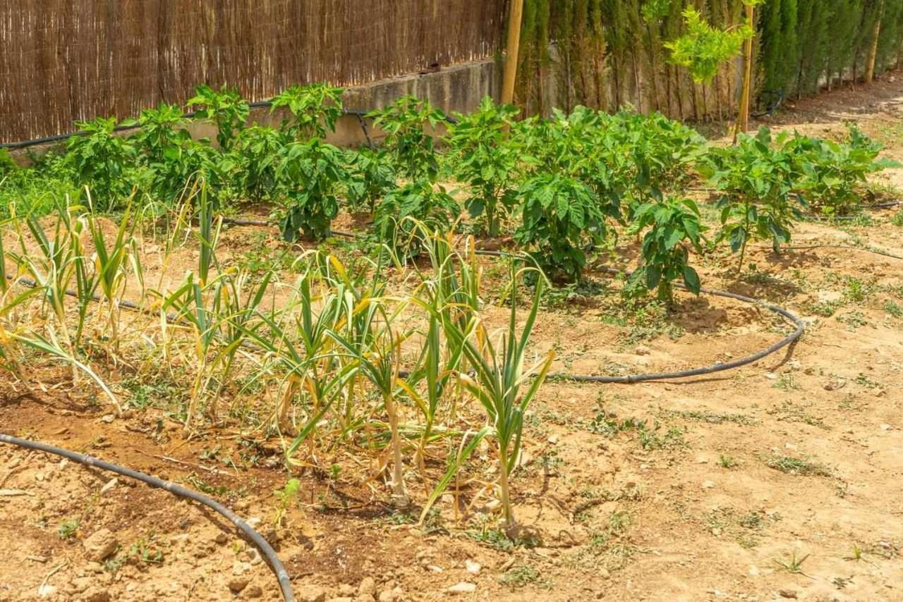 Casa Rural Don Lope El Canuelo  Dış mekan fotoğraf